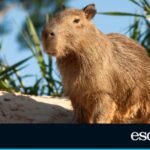 Capibaras: La nueva tendencia y 10 regalos indispensables para sus aficionados Capibaras: La nueva tendencia y 10 regalos indispensables para sus aficionados