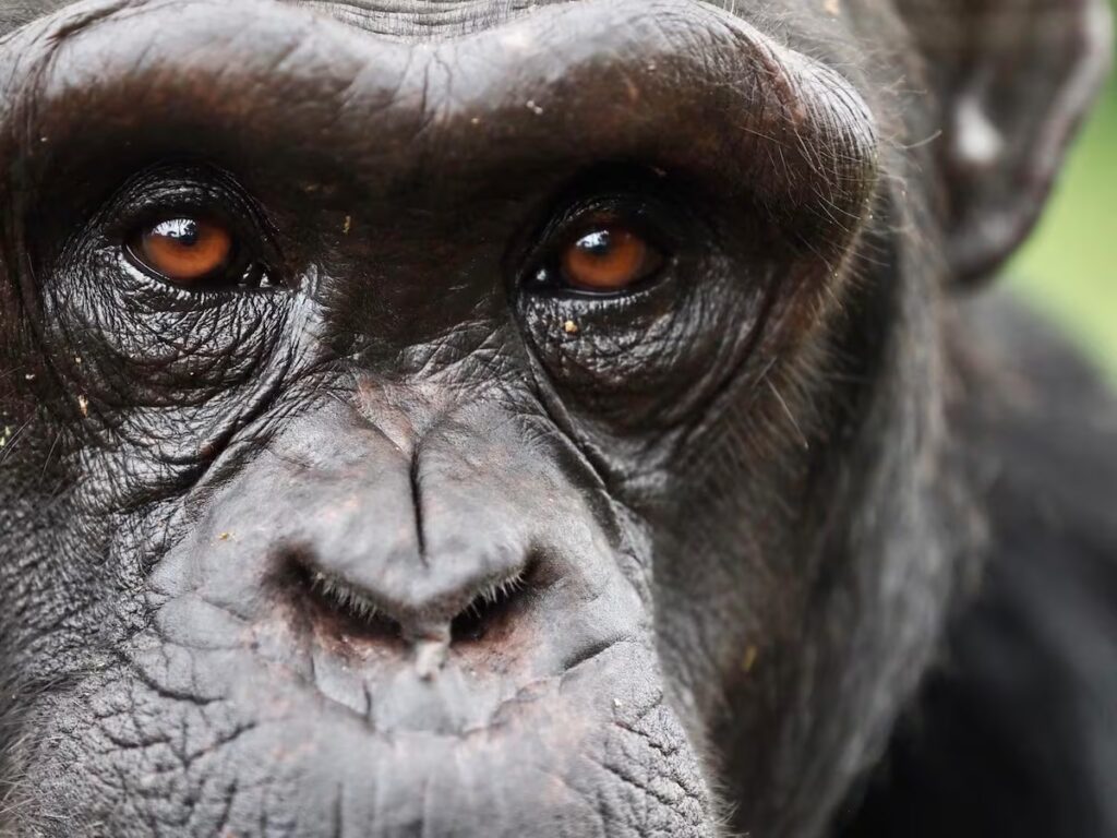 Chimpancés revelan cambios en creencias tras nuevas pruebas científicas