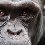 Chimpancés revelan cambios en creencias tras nuevas pruebas científicas