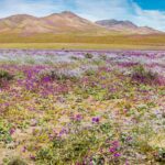 Desierto Florido en Chile: belleza que debemos proteger