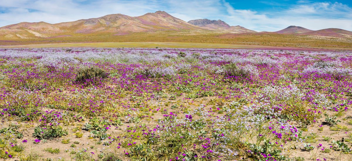 Desierto Florido en Chile: belleza que debemos proteger