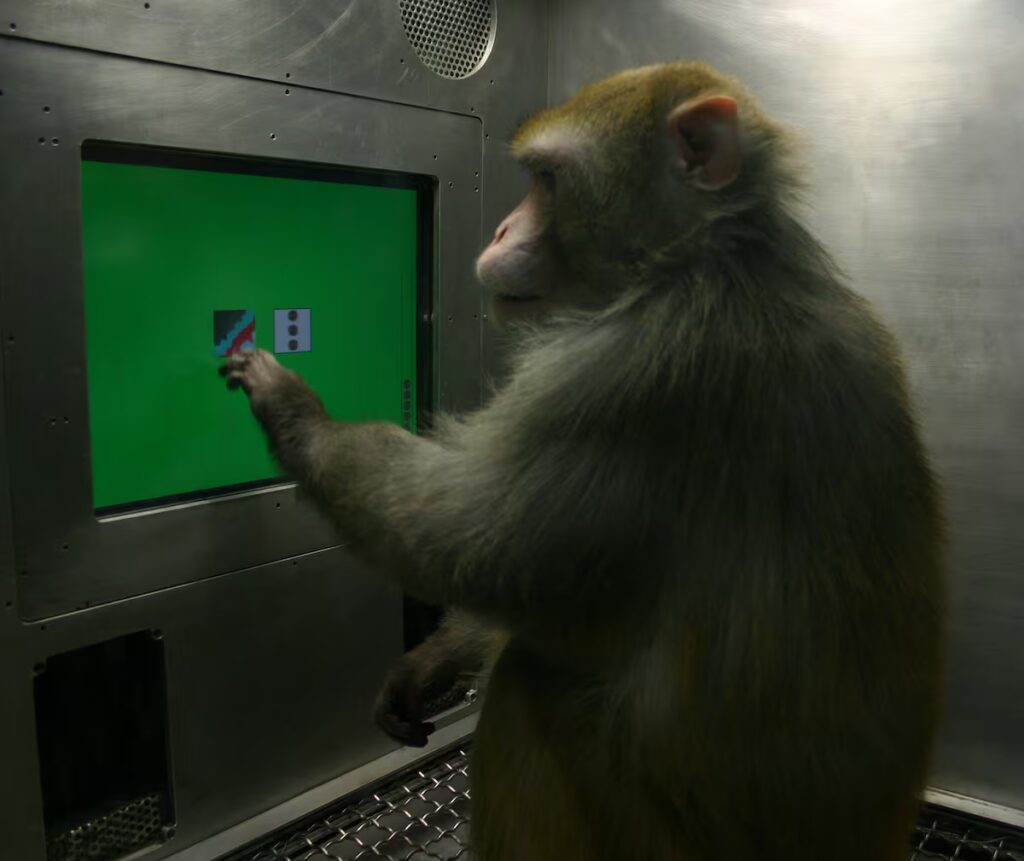 ¿Los Animales Conocen su Ignorancia al Igual que Sócrates?