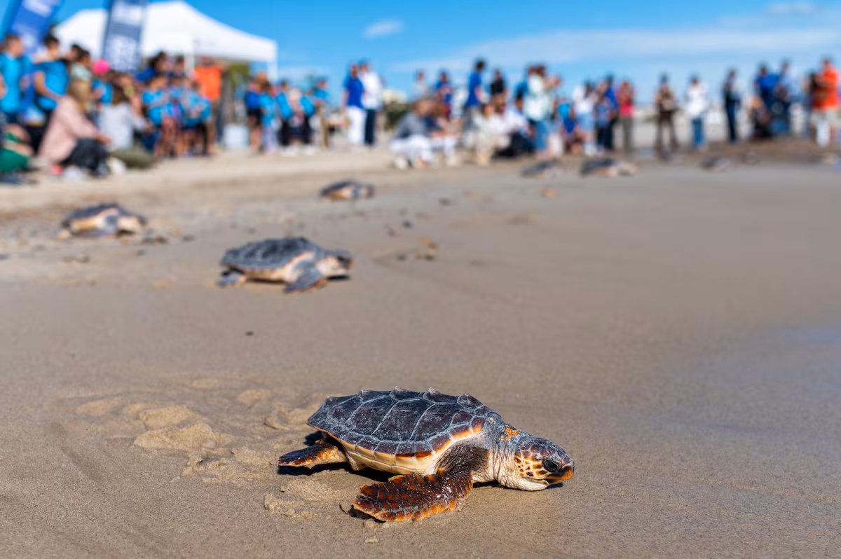 Animales con Imanes en la Cabeza: Innovaciones en Bioquímica Cuántica