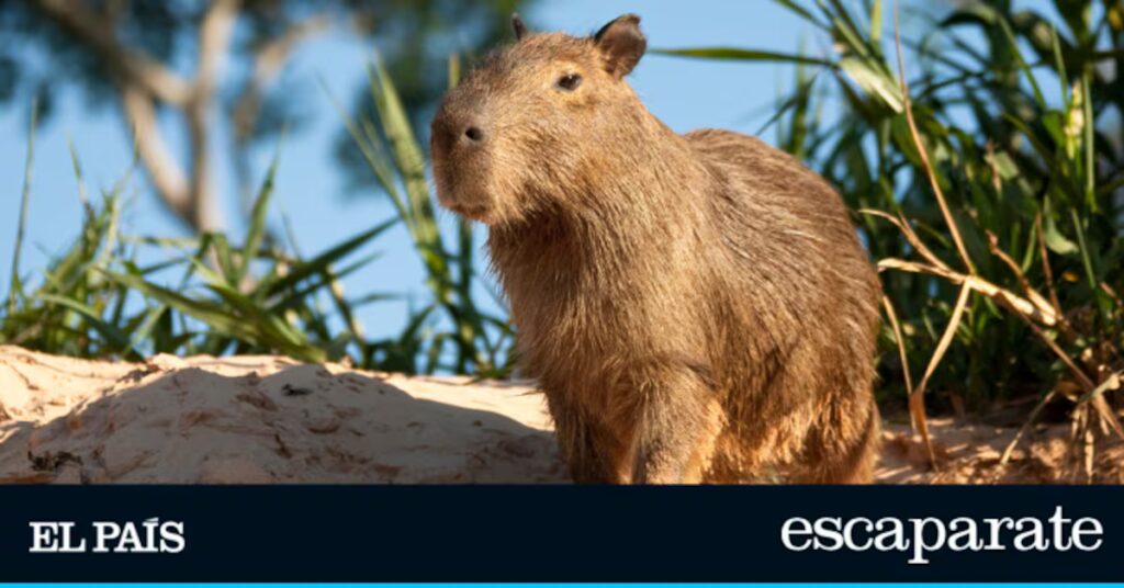 Capibaras: La nueva tendencia y 10 regalos indispensables para sus aficionados