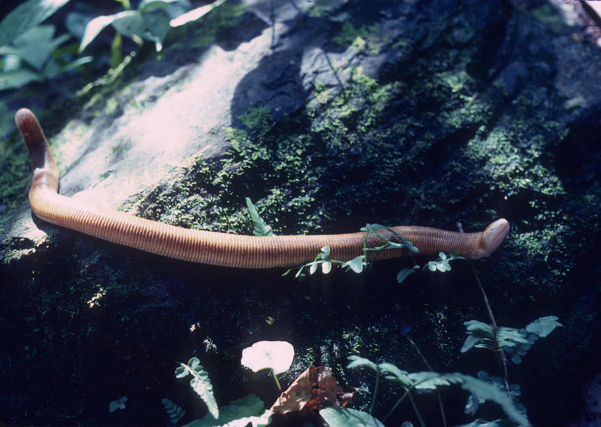 Descubren el mayor número primo capicúa: ¡casi dos millones de cifras!