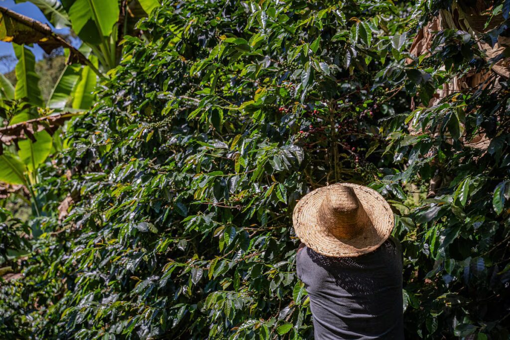 Donald Trump y su reversazo arancelario impulsan la agroindustria en Colombia