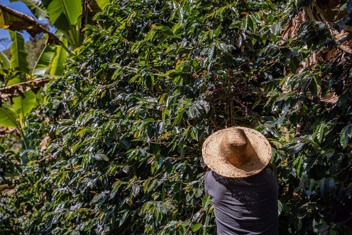 Donald Trump y su reversazo arancelario impulsan la agroindustria en Colombia