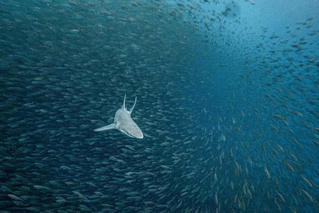 El Pacífico Latinoamericano: Un Refugio de Tiburones que Inspira a Ambientalistas
