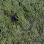 El dilema del Gobierno Petro frente al asesinato de niños soldados