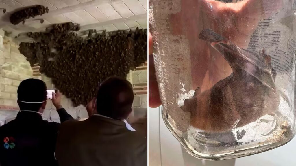 Familia en Tlaxcala: la sorprendente baticueva de mil murciélagos