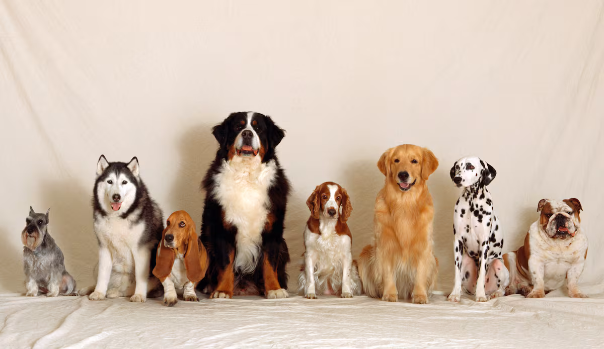 La asombrosa diversidad de razas de perros a través de la historia