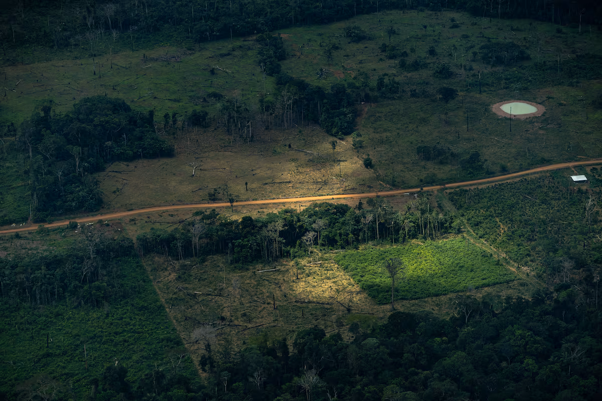 Amazonía en Crisis: Realidad Oculta Detrás de las Cifras