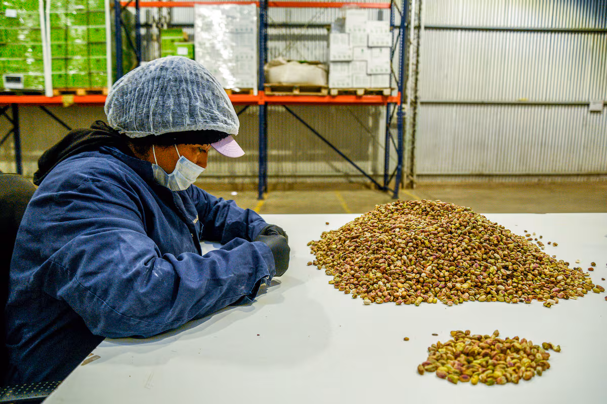 El Pistacho en Argentina: Crecimiento y Crisis Hídrica Desafiante