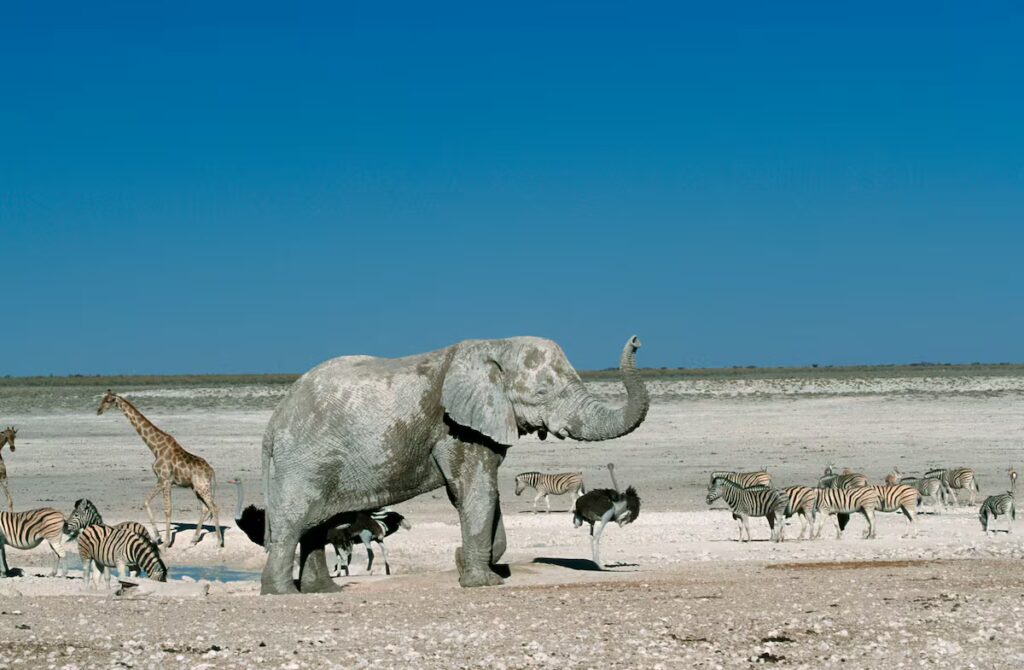 Elefantes buscan sal: un viaje vital en su hábitat natural