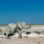 Elefantes buscan sal: un viaje vital en su hábitat natural