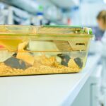 La ciencia española se pronuncia sobre la experimentación animal: 'Preferiríamos métodos alternativos'