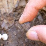 Neandertales: Pioneros en el uso del fuego en la prehistoria