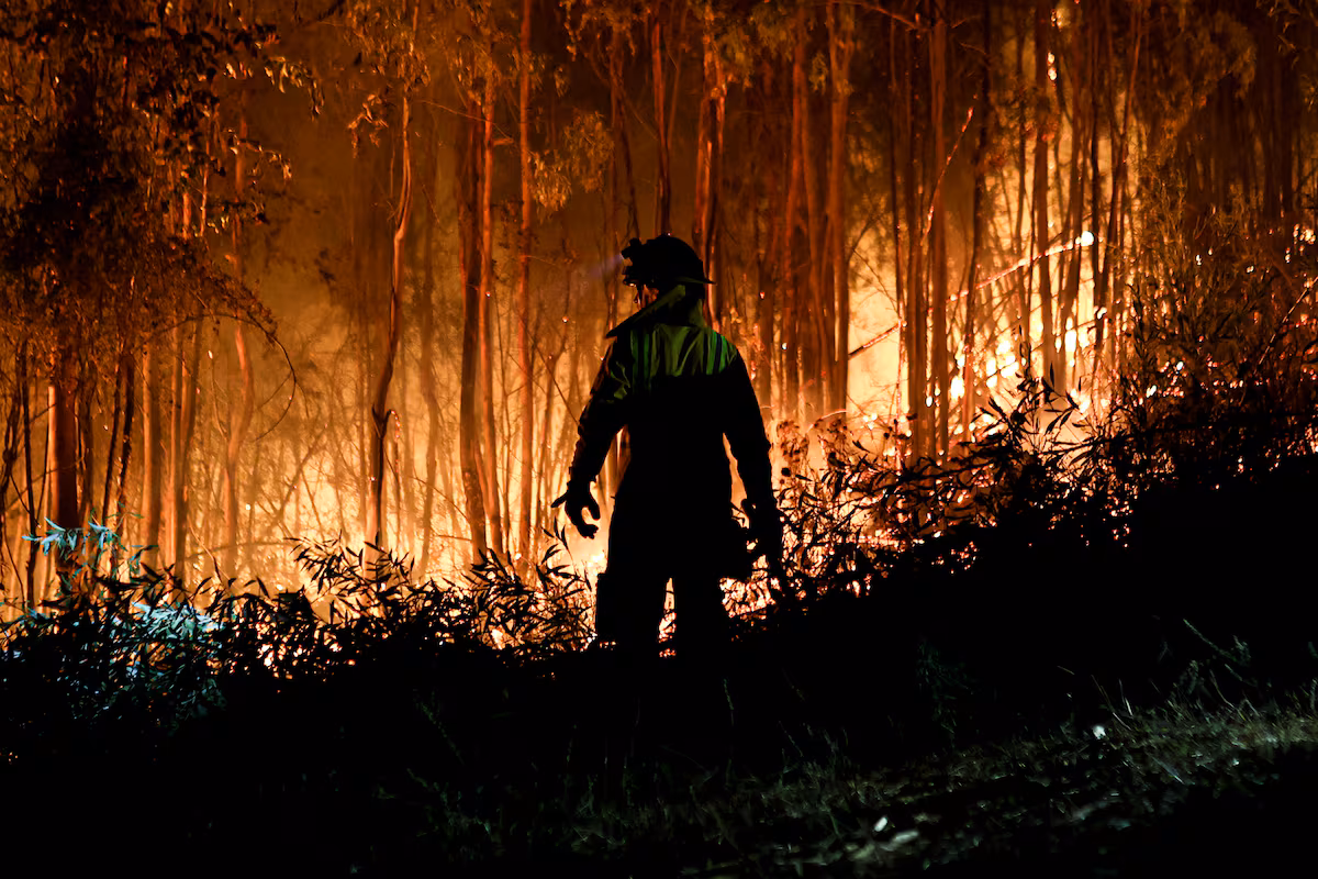 Incendios devastadores: La deuda del Estado con los animales afectados