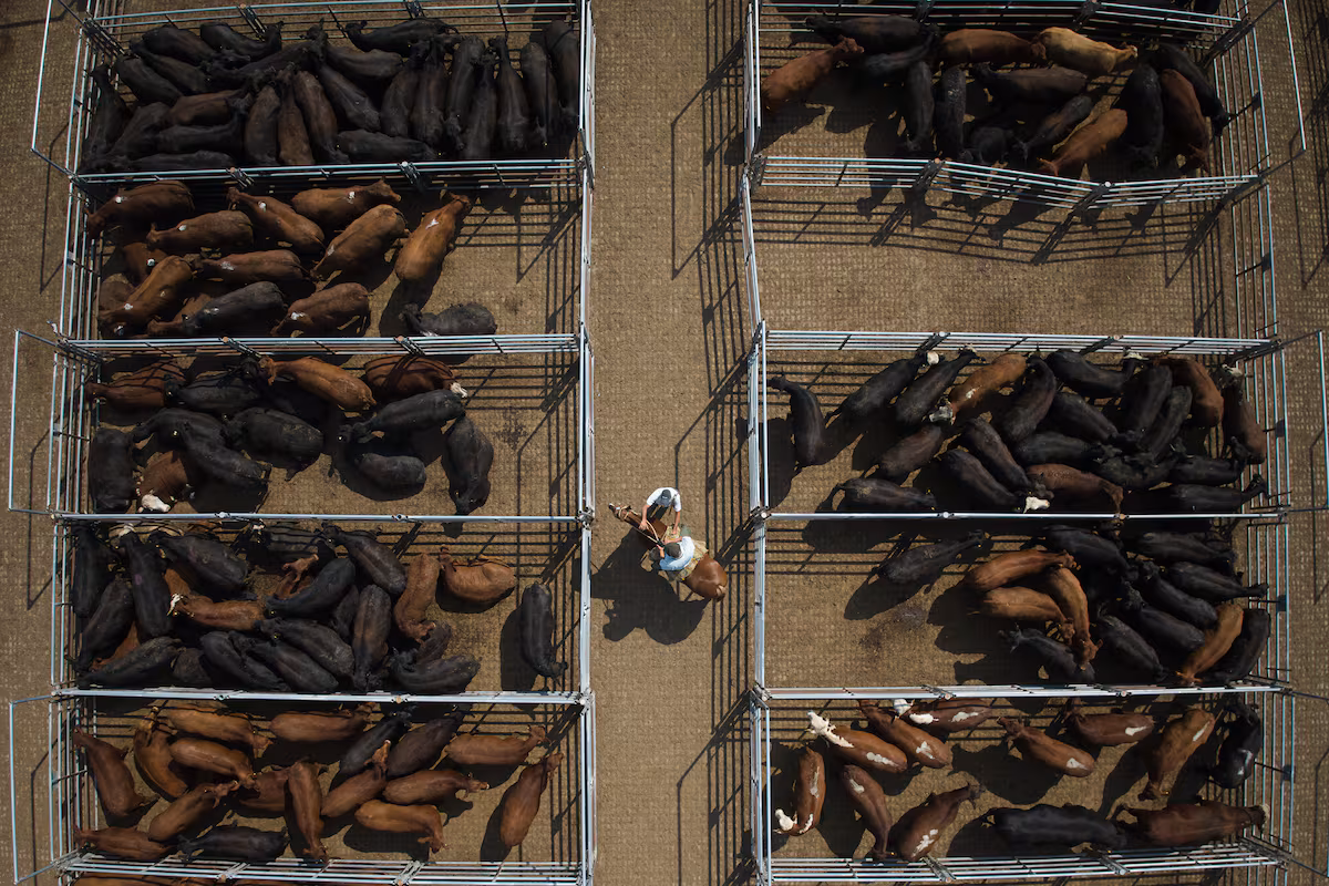 La Carne, Epicentro de Controversias en el Acuerdo UE-Mercosur