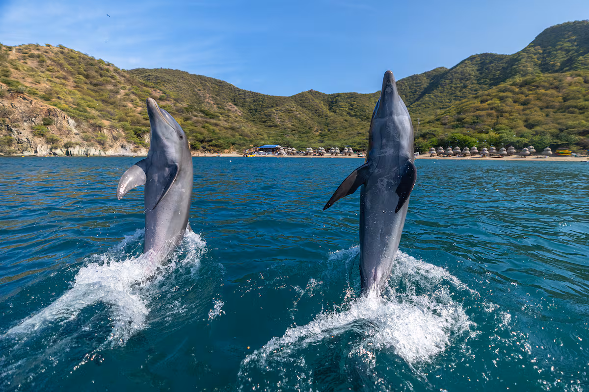 Martín y Blue: Los delfines rescatados que purifican el Caribe colombiano