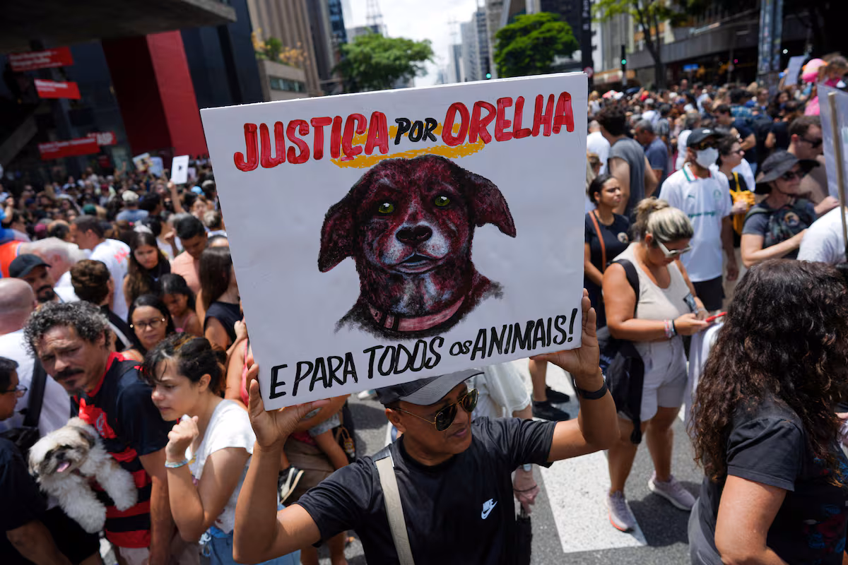 Brasil exige justicia tras el brutal asesinato de un perro callejero