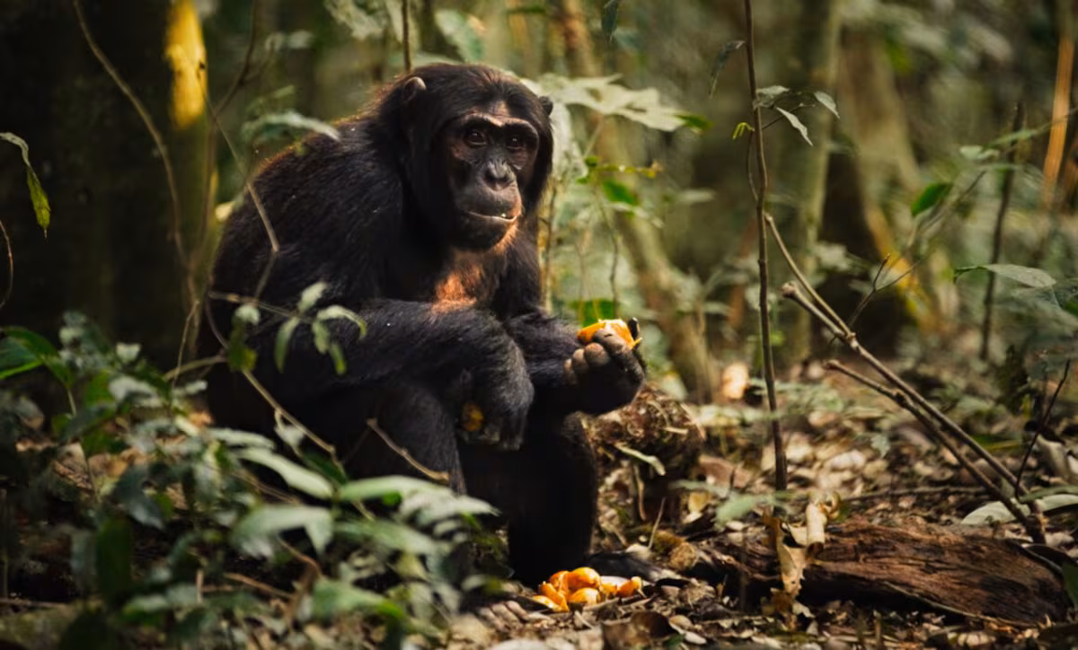 Chimpancés revelan consumo de alcohol similar al humano en estudio