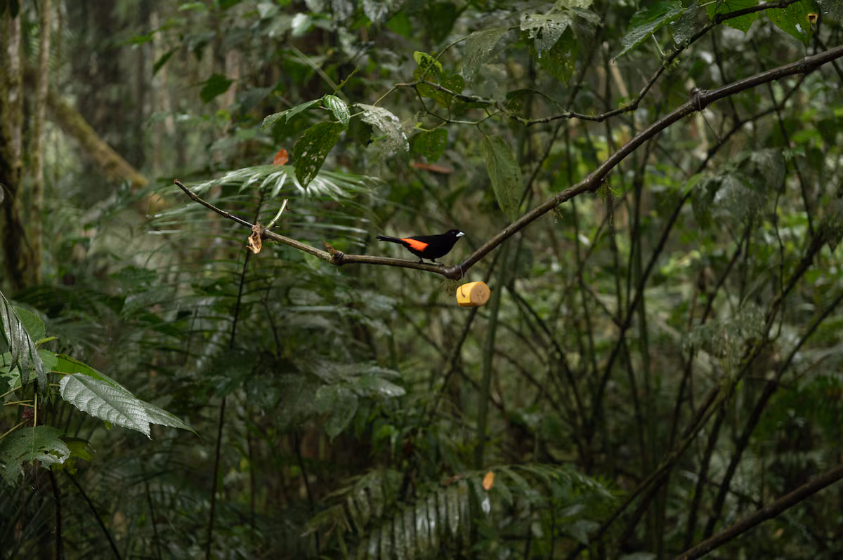 El canto de las aves en el bosque de niebla de Cali como medicina