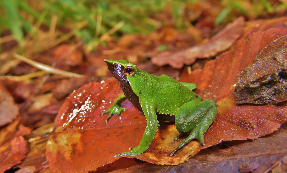 La ranita de Darwin en Chile lucha contra la extinción
