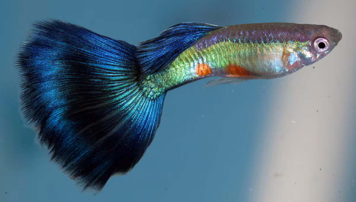 Los Guppies y la Evolución: Atracción en la Rareza