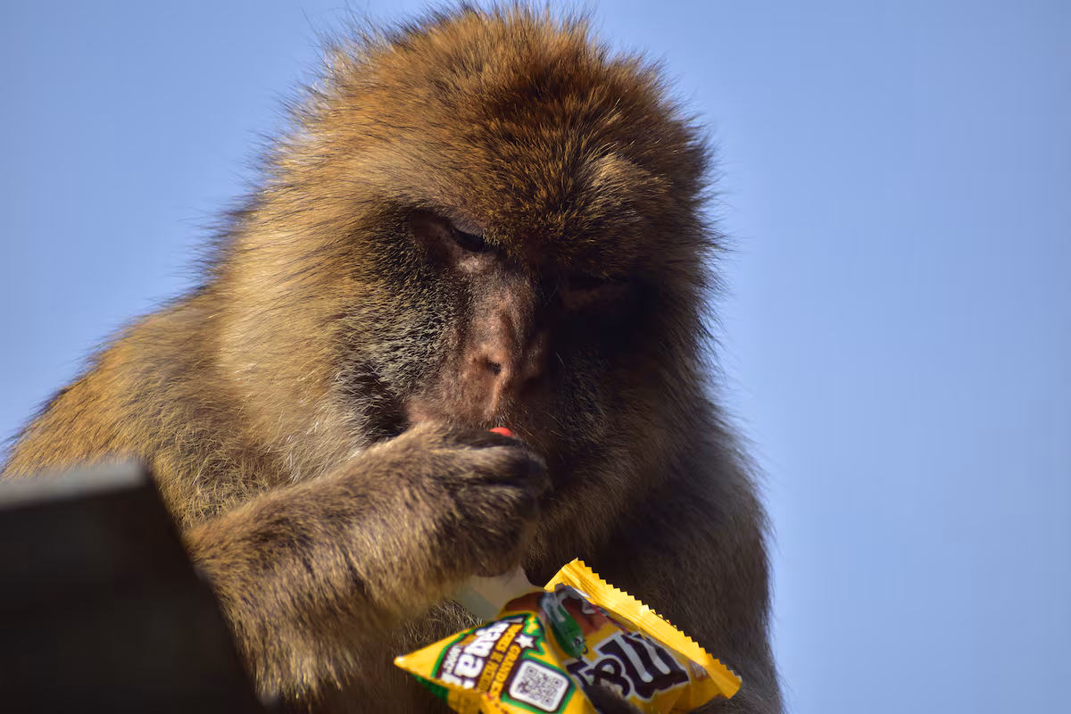 Monos de Gibraltar ingieren tierra para eliminar comida chatarra de turistas