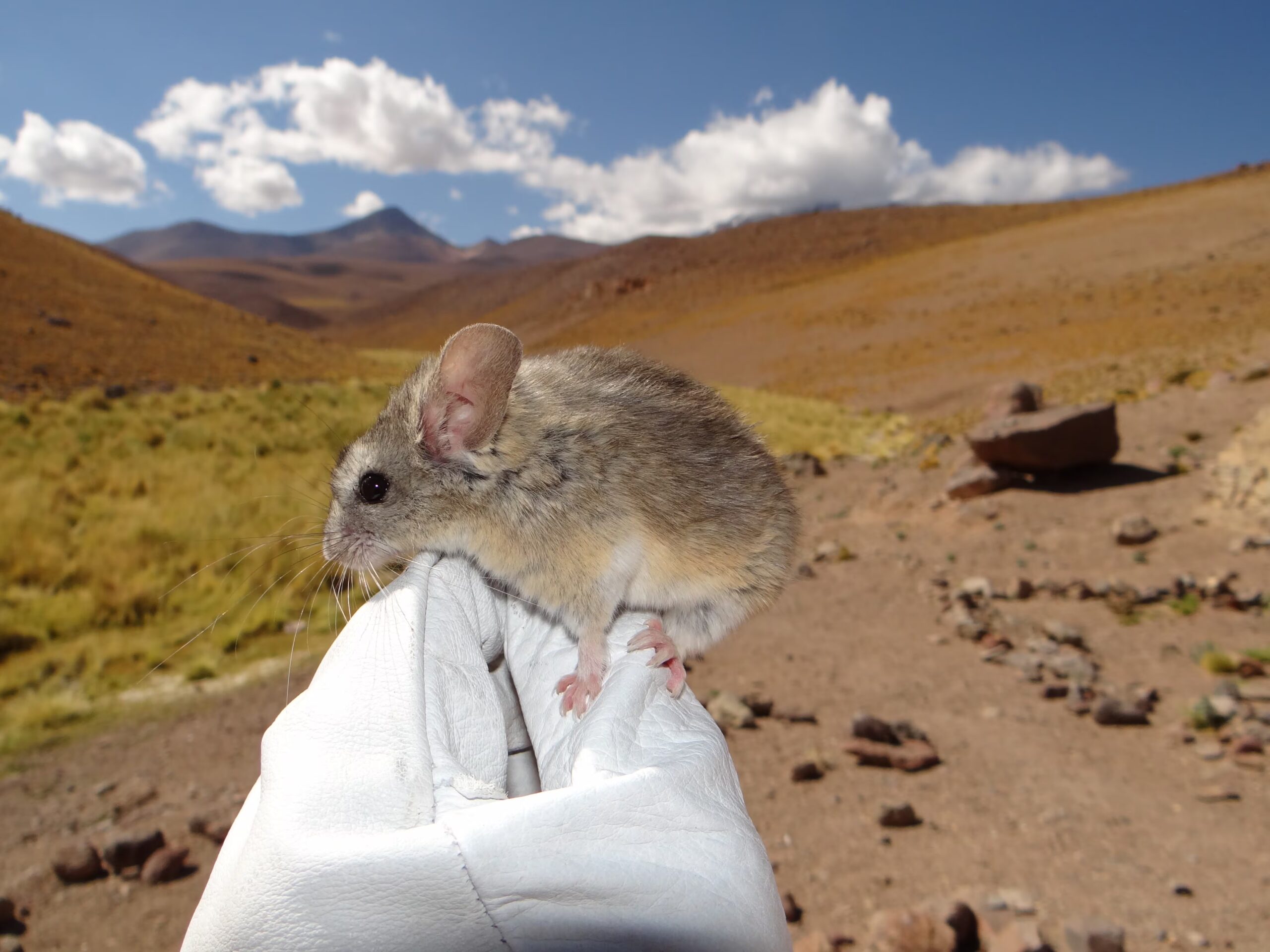 El ratón orejudo de los Andes: el mamífero que conquista altitudes extremas